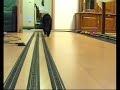 Katze guckt Modellbahn