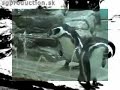 Kelis - Trick Me  - - tucniaci v ZOO Praha