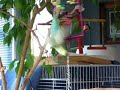 Spazzing Budgie