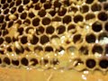 Small Hive Beetles damaging Honeybees...