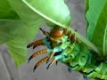 Hickory Horned Devil Caterpillar (part 3)