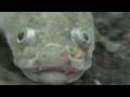 videos de Polypterus Bichir Lapradei - sick
