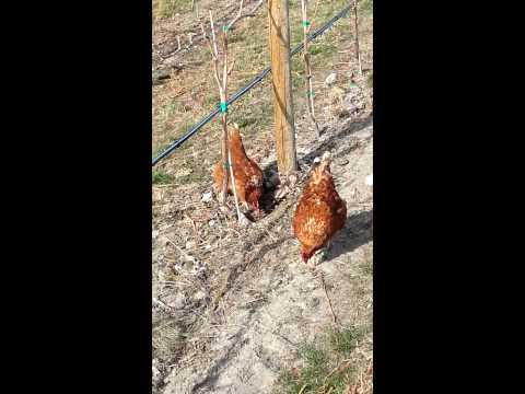 how to control cutworms