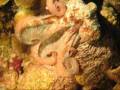 videos de Plongée de nuit à Paradise Reef