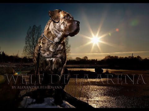 presa canario