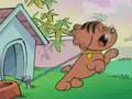 canine diabetes insipidus