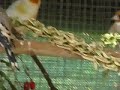 Darrrrek - Breeding Carduelis Major 55