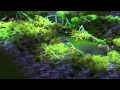 RCT3-EARTH-Gerstrauler Eurofighter CTR-