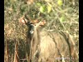 Nyala Bull Cud Chewing Nyala Bull Cud Chewing