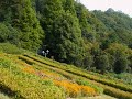 グリーグ 　君を愛す op.41-3　（ピアノソロ）