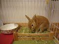 うらんとへちま