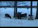 Mule Deer Feeding in front yard