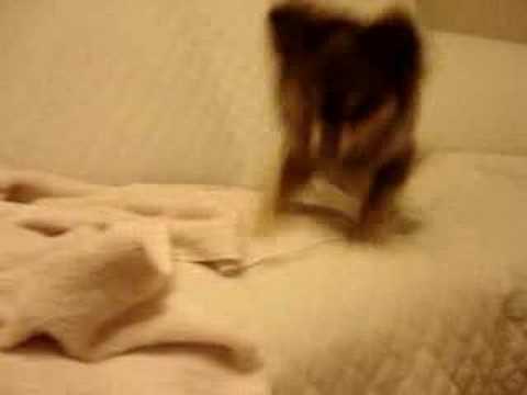 はじめましてネコさんYoutube(ユーチューブ・ゆーちゅーぶ)・Dailymotion動画