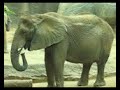 Elephants at Zoo Atlanta
