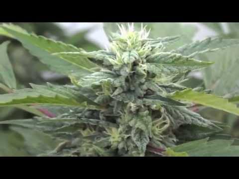 how to grow mmj outdoors
