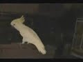 Re: Snowball - Our Dancing Cockatoo