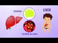 Learn about Human Body Parts For Kids - LIVER