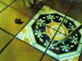 gatto nic e il pipistrellino