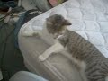 Me scaring the cat Me scaring the cat