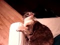 my cat storm was playing with a piece of ribbon and got it over her head. she tries to take it off using her mouth.