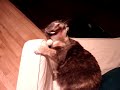 my cat storm was playing with a piece of ribbon and got it over her head. she tries to take it off using her mouth.