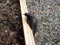 Slug on Electric Fence Part 2