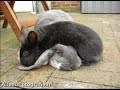Breezer and Konijn
