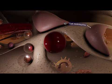 Extracellular Vesicles - the cells' secret messengers - Scientific version - YouTube