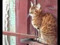 Feline viewer discretion is advised!