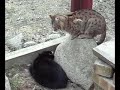 Feline viewer discretion is advised!