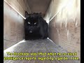 Feline viewer discretion is advised!