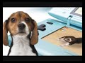 Catch That Beagle-Part 1
