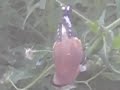 Goldfinch feeding