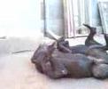 presa canario fighting targoviste
