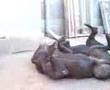 presa canario fighting targoviste