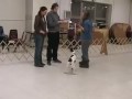 Canis Sapiens students practice canine good citizen test II Canis Sapiens students practice canine good citizen test II