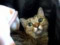動物病院でビビってるシナモン♪ ワクチン注射だけだからガンバレ~!