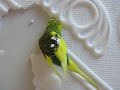 moje papugi, my budgies