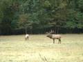 North Carolina Elk Bugling