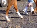 Leg at 6 months