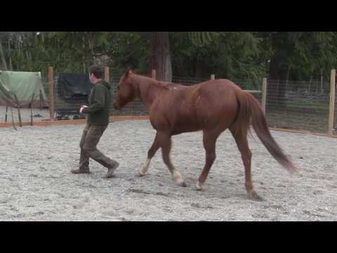 Training my dog and my horse to follow cues