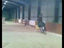 Nash - Showjumping