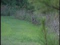 Outdoor Moment's Bub Jackson shoots a great velvet buck