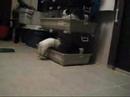 Part 2: Oz & Akasha Hopping Around & Bunny Treat Cuteness!