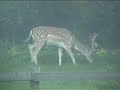 Fallow Deer Stag