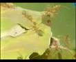 KARINCA MUCİZESİ 1