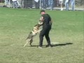 vom Rheinland German Shepherds