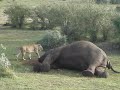 Lion Eating Elephant (in Marsa Mala Kenya 2009 March 18)