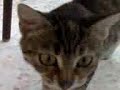 ferell greek cat ferell greek cat