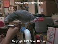 Training an African Grey Parrot to Allow Foot Touching Training an African Grey Parrot to Allow Foot Touching